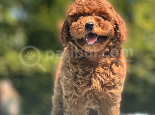 Safkan Red Toy Poodle Yavrular görsel