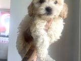 Xsmal Maltipoo Bebeğim