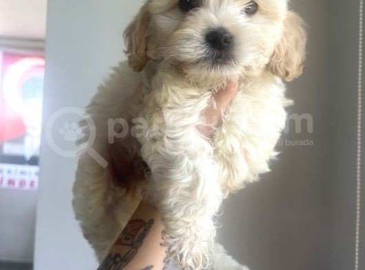 Xsmal Maltipoo Bebeğim görsel