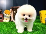 Ayı Surat Pomeranian Boo Yavrularımız