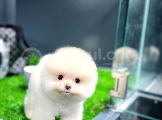 Irk Ve Sağlık Garantili Pomeranian Boo Yavrularımız görsel