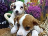 Muazzam Güzelli̇kte  Jack Russel Yavrularimiz