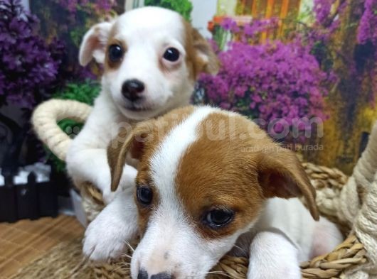 Muazzam Güzelli̇kte  Jack Russel Yavrularimiz görsel