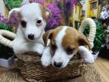 A Kali̇te Jack Russel Yavrularimiz