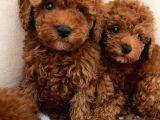 Red Toy Poodle Bebekler