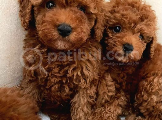 Red Toy Poodle Bebekler görsel