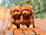 Bebek Surat Toy Poodle Yavrular