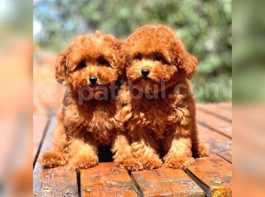 Bebek Surat Toy Poodle Yavrular görsel