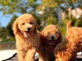 Toy Poodle Bebekler