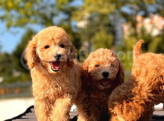Toy Poodle Bebekler görsel