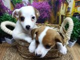 Muazzam Güzelli̇kte  Jack Russel Yavrularimiz