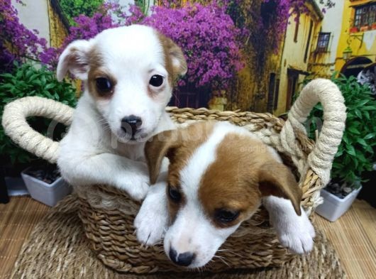 Muazzam Güzelli̇kte  Jack Russel Yavrularimiz görsel