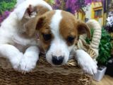 A Kali̇te Jack Russel Yavrularimiz