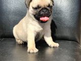 Orji̇nal Pug Mops Yavrulari