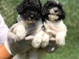 Nadi̇r Renk Harlequi̇n Toy Poodle Bebekler