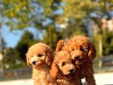 Toy Poodle Bebekler