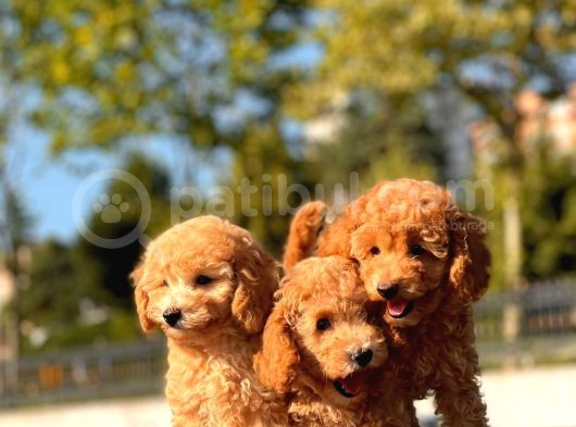 Toy Poodle Bebekler