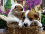 Muazzam Güzelli̇kte  Jack Russel Yavrularimiz