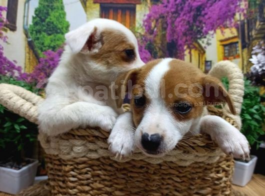 Muazzam Güzelli̇kte  Jack Russel Yavrularimiz görsel