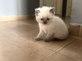 British Blue Point