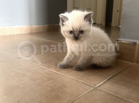 British Blue Point görsel