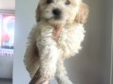 Xsmal Maltipoo Bebeğim
