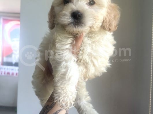 Xsmal Maltipoo Bebeğim görsel