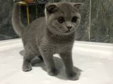 2.5 Aylık  Dişi Manken Scottish Fold