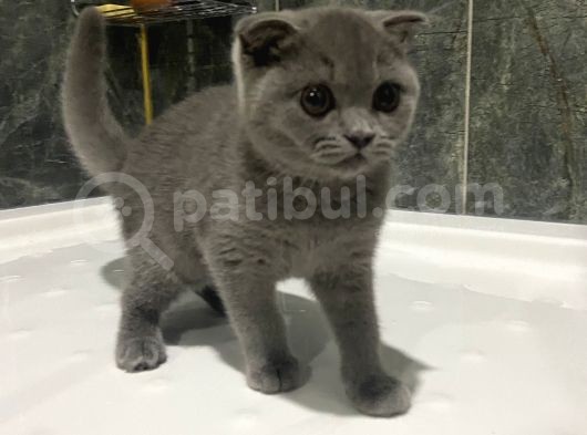 2.5 Aylık  Dişi Manken Scottish Fold görsel