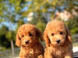 Toy Poodle Bebekler