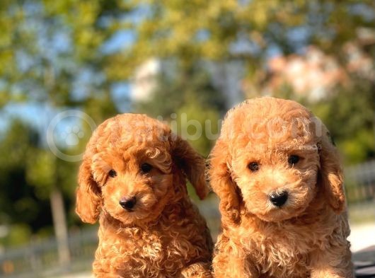 Toy Poodle Bebekler görsel