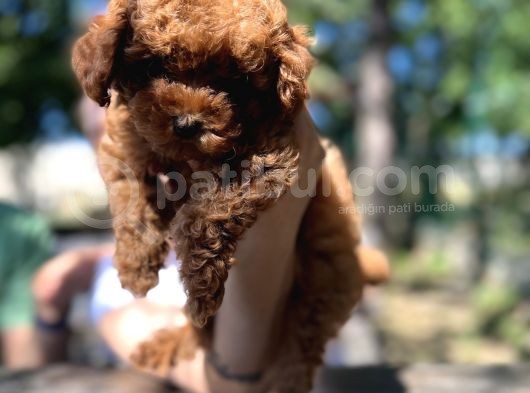 Red Toy Poodle Bebekler görsel