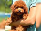 Bebek Surat Toy Poodle Yavrular