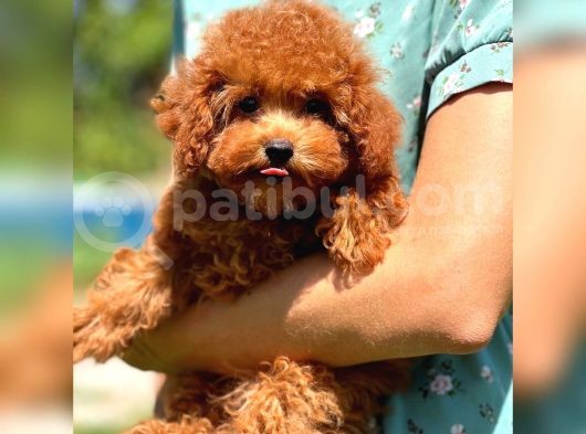 Bebek Surat Toy Poodle Yavrular
