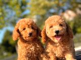 Toy Poodle Bebekler