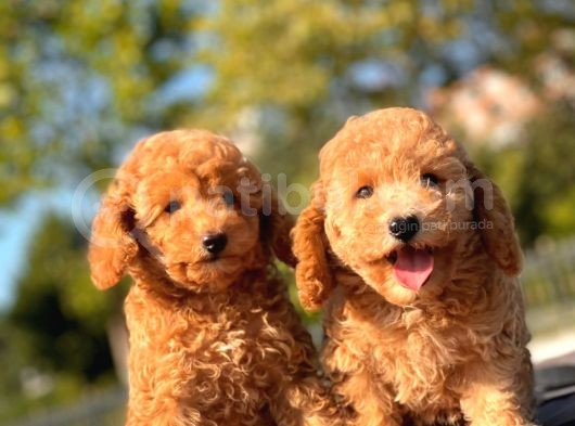 Toy Poodle Bebekler görsel