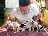 Vecihi Den Safkan Fransız Bulldog Yavruları