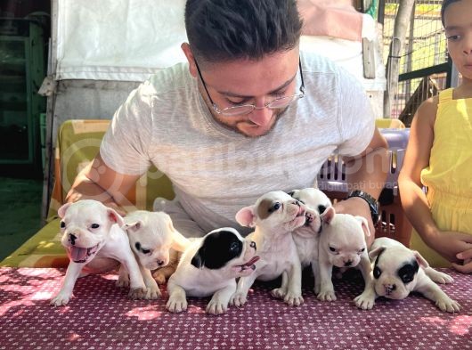 Vecihi Den Safkan Fransız Bulldog Yavruları