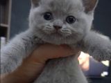 Ankara Scottish Fold