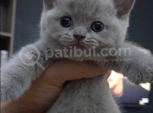 Ankara Scottish Fold görsel