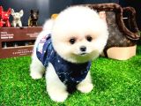 Ayı Surat Pomeranian Boo Yavrularımız