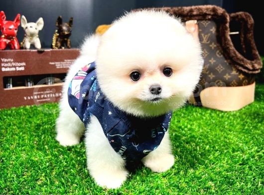 Ayı Surat Pomeranian Boo Yavrularımız