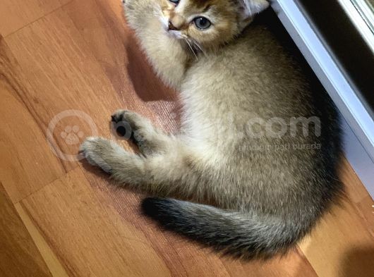 Aslan Erkek  Yavrumuz görsel