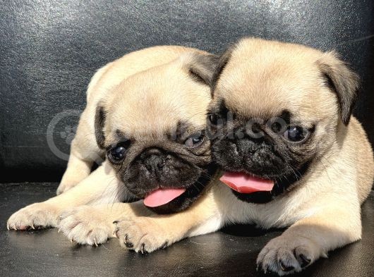 Orji̇nal Pug Mops Yavrulari
