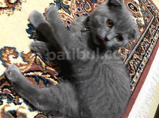 4 Aylık Erkek İlk Gelen Alır görsel