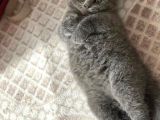 Ankara Scottish Fold