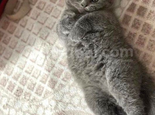 Ankara Scottish Fold görsel