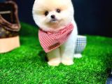 Ayı Surat Pomeranian Boo Yavrularımız