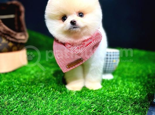 Ayı Surat Pomeranian Boo Yavrularımız görsel