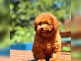 Bebek Surat Toy Poodle Yavrular
